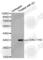 Cyclin Dependent Kinase 2 antibody, AP0325, ABclonal Technology, Western Blot image 