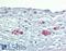 SRY-Box 7 antibody, LS-B4005, Lifespan Biosciences, Immunohistochemistry paraffin image 