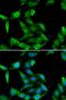 Guanidinoacetate N-Methyltransferase antibody, LS-C334818, Lifespan Biosciences, Immunofluorescence image 