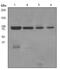 MutL Homolog 1 antibody, ab92312, Abcam, Western Blot image 