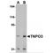 Transportin 3 antibody, MBS150928, MyBioSource, Western Blot image 