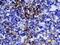 Insulin Like Growth Factor 2 antibody, AF792, R&D Systems, Immunohistochemistry paraffin image 