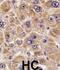 Aldehyde Dehydrogenase 5 Family Member A1 antibody, abx028256, Abbexa, Immunohistochemistry frozen image 