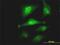 Proprotein Convertase Subtilisin/Kexin Type 1 Inhibitor antibody, H00027344-M02, Novus Biologicals, Immunofluorescence image 