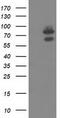 Oxysterol Binding Protein Like 11 antibody, CF501939, Origene, Western Blot image 