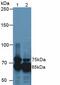 Transforming Growth Factor Beta Induced antibody, abx104493, Abbexa, Western Blot image 