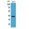 Cellular Communication Network Factor 3 antibody, LS-C387168, Lifespan Biosciences, Western Blot image 