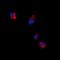 EPH Receptor B1 antibody, orb224166, Biorbyt, Immunofluorescence image 