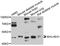 Basic Helix-Loop-Helix Family Member E41 antibody, STJ112573, St John