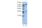 CAMP Responsive Element Binding Protein 3 antibody, 27-699, ProSci, Western Blot image 