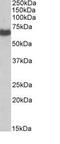 EH Domain Containing 2 antibody, ab23935, Abcam, Western Blot image 