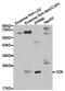 CD9 Molecule antibody, TA327147, Origene, Western Blot image 