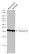 Syntaxin 1A antibody, GTX113559, GeneTex, Western Blot image 