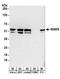 Tryptophanyl-TRNA Synthetase antibody, A304-275A, Bethyl Labs, Western Blot image 