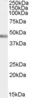 Pancreas Associated Transcription Factor 1a antibody, EB07839, Everest Biotech, Western Blot image 