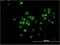 Transcription Factor AP-4 antibody, H00007023-M02, Novus Biologicals, Immunocytochemistry image 