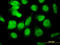 E4F Transcription Factor 1 antibody, LS-B11071, Lifespan Biosciences, Immunofluorescence image 