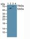 Interferon Regulatory Factor 2 antibody, LS-C314908, Lifespan Biosciences, Western Blot image 