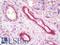 Tissue Factor Pathway Inhibitor antibody, LS-B10121, Lifespan Biosciences, Immunohistochemistry paraffin image 