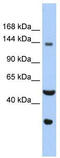 WD Repeat And HMG-Box DNA Binding Protein 1 antibody, TA343657, Origene, Western Blot image 