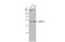 Mitochondrial Ribosomal Protein L11 antibody, GTX118773, GeneTex, Western Blot image 