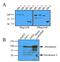 Hexokinase 1 antibody, MBS200057, MyBioSource, Western Blot image 