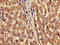 Fucose Mutarotase antibody, LS-C396213, Lifespan Biosciences, Immunohistochemistry paraffin image 
