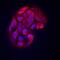 Hepatocellular carcinoma-associated protein TD26 homolog antibody, MAB8548, R&D Systems, Immunocytochemistry image 