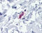 FceRIa antibody, 51-350, ProSci, Immunohistochemistry paraffin image 
