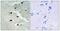 Cell Division Cycle Associated 4 antibody, TA315560, Origene, Immunohistochemistry paraffin image 