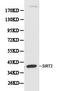 Sirtuin 2 antibody, orb129743, Biorbyt, Western Blot image 