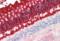 Rhodopsin antibody, orb314270, Biorbyt, Immunohistochemistry paraffin image 