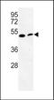 Phosphatidylserine Decarboxylase antibody, PA5-72582, Invitrogen Antibodies, Western Blot image 