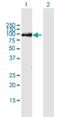 THAP Domain Containing 9 antibody, H00079725-B01P, Novus Biologicals, Western Blot image 