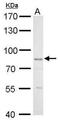 GLIS Family Zinc Finger 3 antibody, NBP2-16668, Novus Biologicals, Western Blot image 