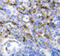 Interleukin 7 antibody, LS-C312626, Lifespan Biosciences, Immunohistochemistry frozen image 
