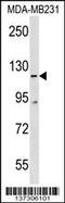 Cordon-Bleu WH2 Repeat Protein Like 1 antibody, 60-207, ProSci, Western Blot image 