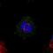 Mediator Complex Subunit 20 antibody, HPA040717, Atlas Antibodies, Immunofluorescence image 
