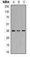 p38 antibody, LS-C368805, Lifespan Biosciences, Western Blot image 