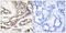CAMP Responsive Element Binding Protein 1 antibody, PA5-37528, Invitrogen Antibodies, Immunohistochemistry frozen image 
