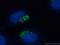Golgi Reassembly Stacking Protein 2 antibody, 66627-1-Ig, Proteintech Group, Immunofluorescence image 