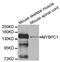 Myosin Binding Protein C, Slow Type antibody, STJ110646, St John