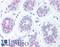BCL2 Binding Component 3 antibody, LS-B1334, Lifespan Biosciences, Immunohistochemistry paraffin image 