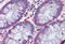 Vasoactive Intestinal Peptide antibody, MBS242318, MyBioSource, Immunohistochemistry frozen image 