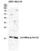 p16-INK4 antibody, A00016S326, Boster Biological Technology, Western Blot image 