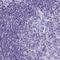 Zona Pellucida Binding Protein 2 antibody, PA5-62723, Invitrogen Antibodies, Immunohistochemistry frozen image 