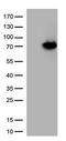 Arylsulfatase B antibody, CF812952, Origene, Western Blot image 