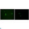 Apolipoprotein M antibody, LS-C812394, Lifespan Biosciences, Western Blot image 