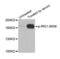 Insulin Receptor Substrate 1 antibody, abx000278, Abbexa, Western Blot image 