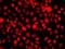 Autophagy Related 4C Cysteine Peptidase antibody, orb247949, Biorbyt, Immunofluorescence image 